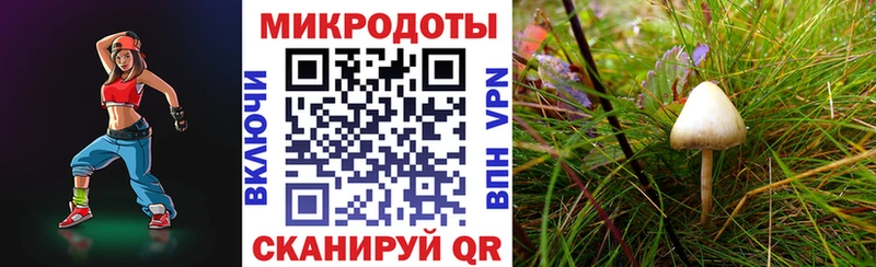 Галлюциногенные грибы Psilocybine cubensis  Славянск-на-Кубани 